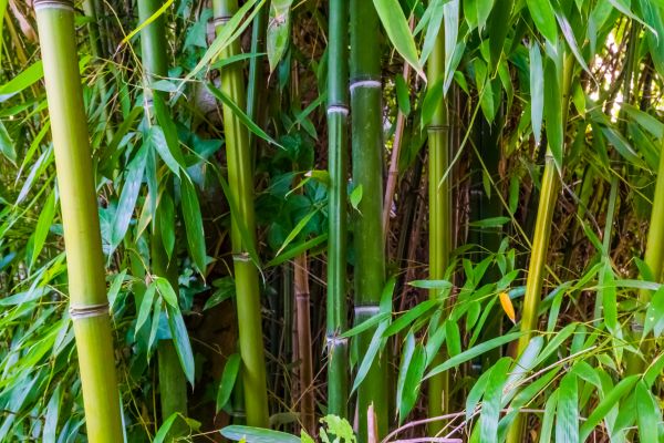 Cost of Bamboo Trimming in Prescott
