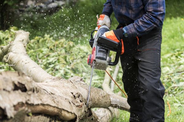 Cost of Branch Removal Service in Prescott