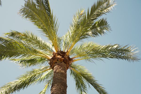 Palm Tree Pruning in Prescott