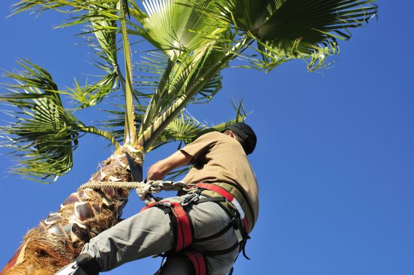 Palm Tree Trimming in Prescott