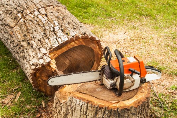 Tree Cutting Service in Prescott