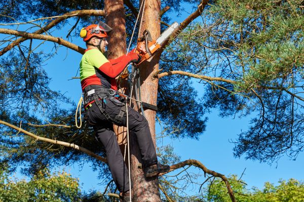 Tree Service in Prescott
