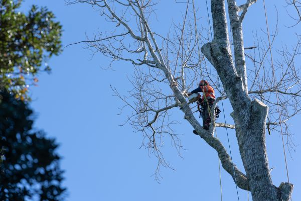 Cost of Tree Topping Service in Prescott