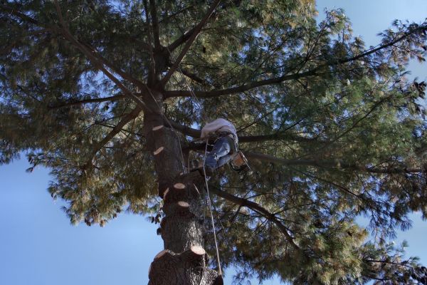 Cost of Trimming Service in Prescott