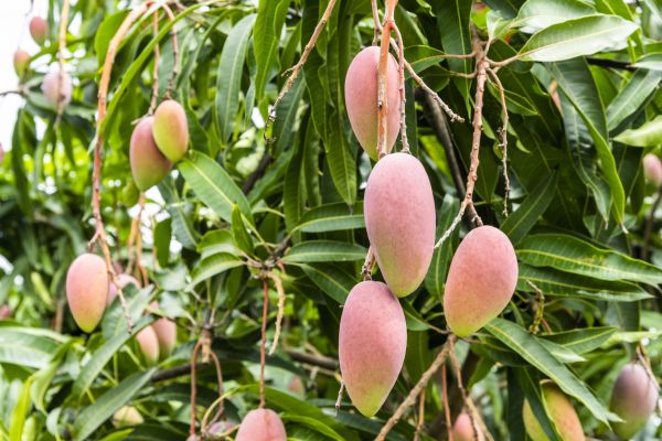 Cost of Mango Tree Trimming in Prescott