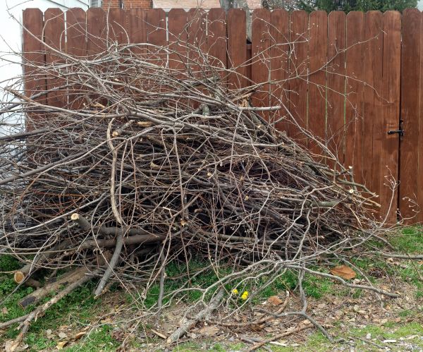 Cost of Dead Branch Removal in Prescott