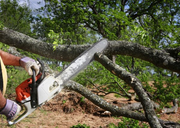 Cost of Tree Branch Cutting in Prescott