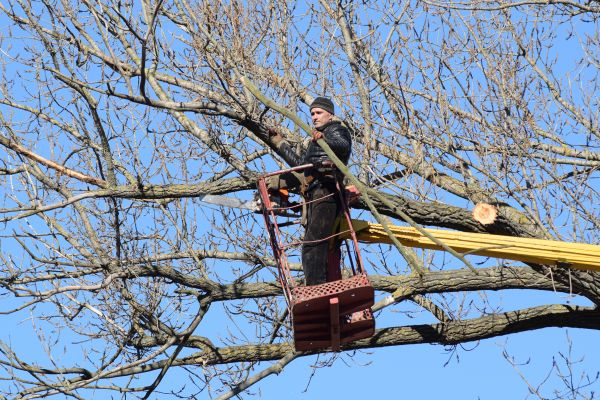 Cost of Emergency Tree Trimming in Prescott