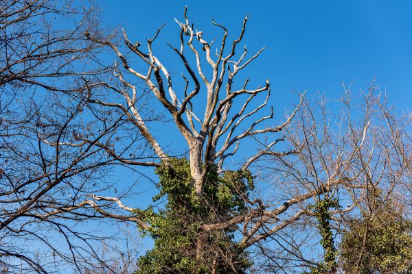 Cost of Deadwood Removal in Prescott