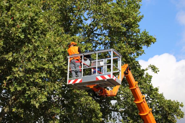 Commercial Tree Service in Prescott