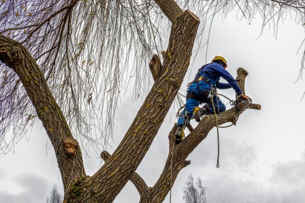 Cost of Tree Maintenance Service in Prescott