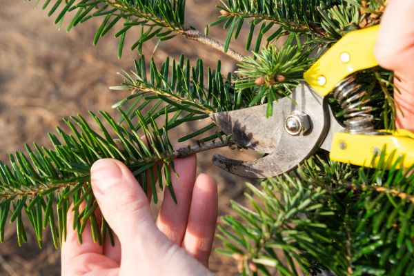 Cost of Pine Tree Pruning in Prescott