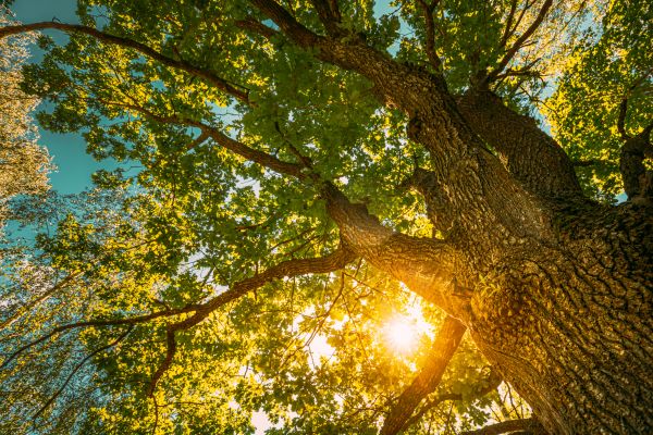 Cost of Oak Tree Pruning in Prescott