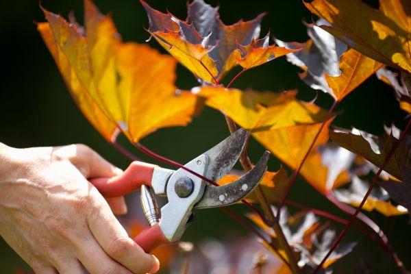Cost of Maple Tree Pruning in Prescott