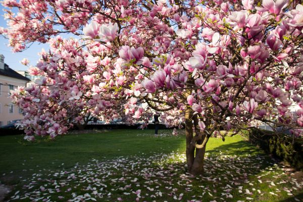 Cost of Magnolia Tree Pruning in Prescott
