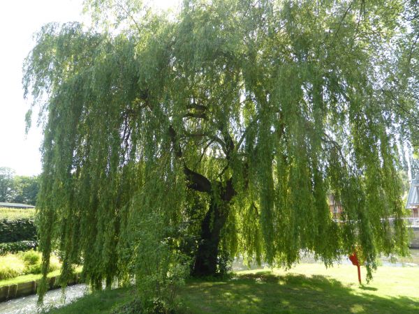 Cost of Willow Tree Trimming in Prescott