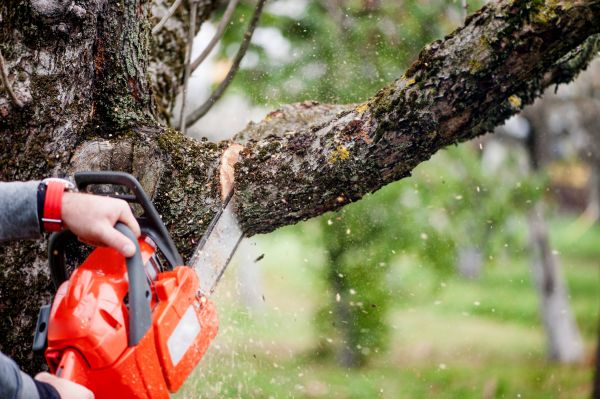 Cost of Tree Limbs Removal in Prescott