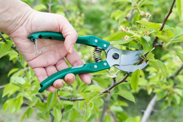 Cost of Pear Tree Pruning in Prescott