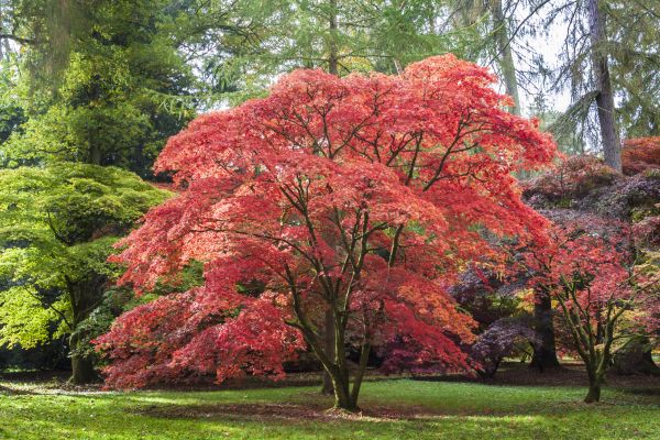 Japanese Maple Pruning in Prescott