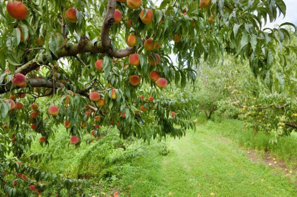 Cost of Peach Tree Pruning in Prescott
