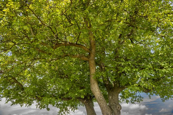 Cost of Walnut Tree Trimming in Prescott