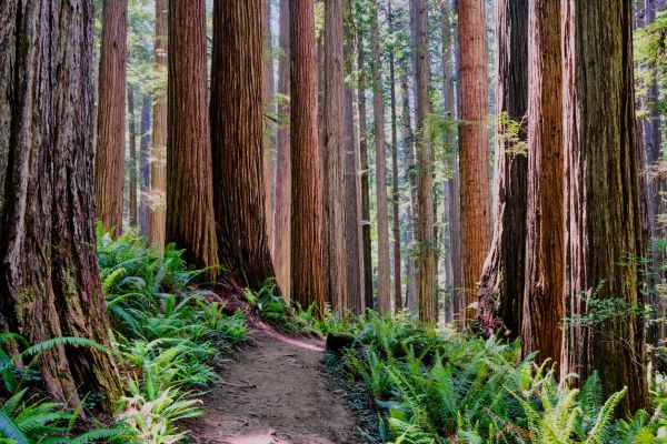 Cost of Redwood Tree Trimming in Prescott