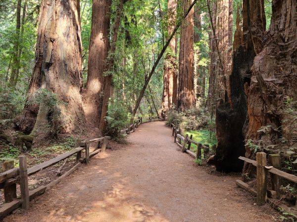 Cost of Redwood Tree Pruning in Prescott