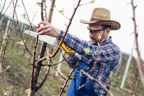 Cost of Orchard Tree Pruning in Prescott