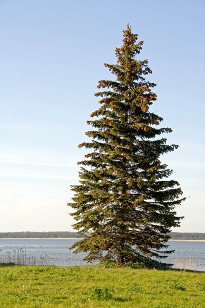 Cost of Spruce Tree Pruning in Prescott