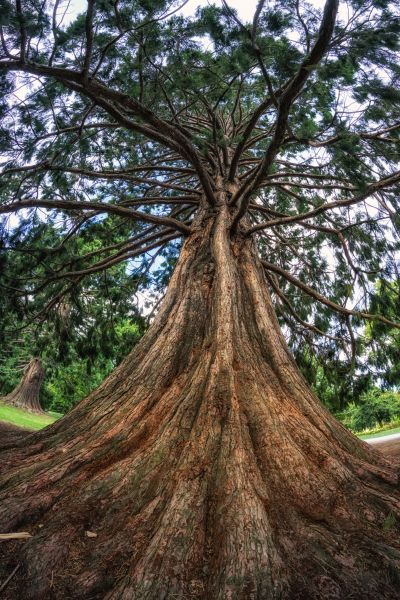 Cost of Cedar Tree Pruning in Prescott