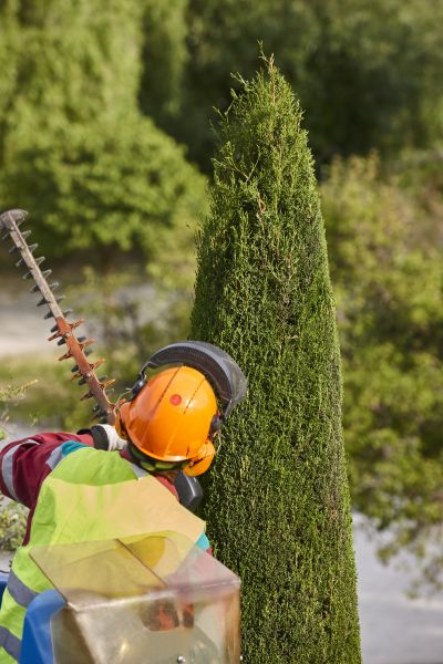 Cost of Cypress Tree Trimming in Prescott