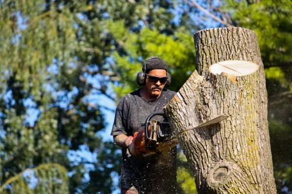 Cost of Ash Tree Pruning in Prescott