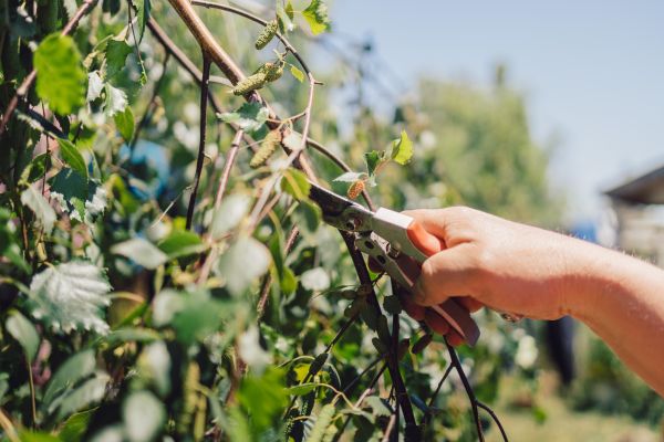 Cost of Birch Tree Pruning in Prescott