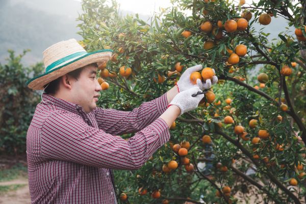 Cost of Orange Tree Pruning in Prescott