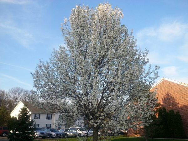 Cost of Bradford Pear Tree Pruning in Prescott