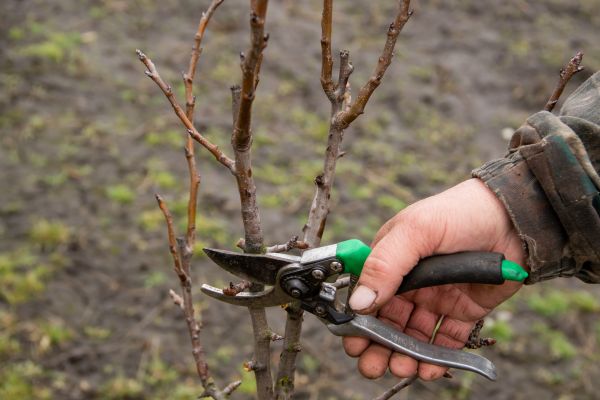 Cost of Pear Trees Pruning in Prescott