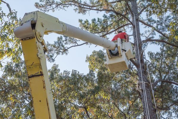 Cost of Limbs Trimming in Prescott