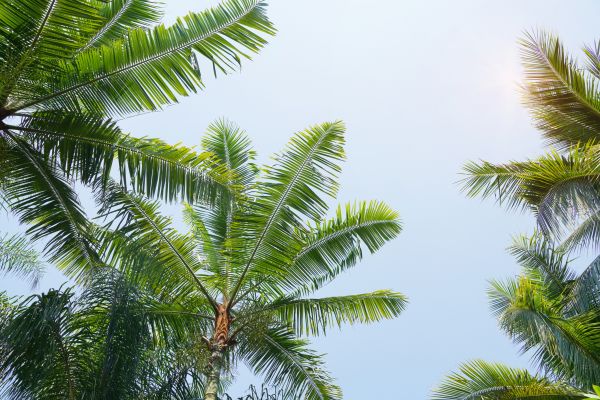 Cost of Queen Palm Tree Trimming in Prescott