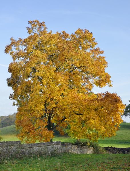 Cost of Hickory Tree Trimming in Prescott
