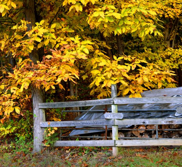 Cost of Hickory Tree Pruning in Prescott