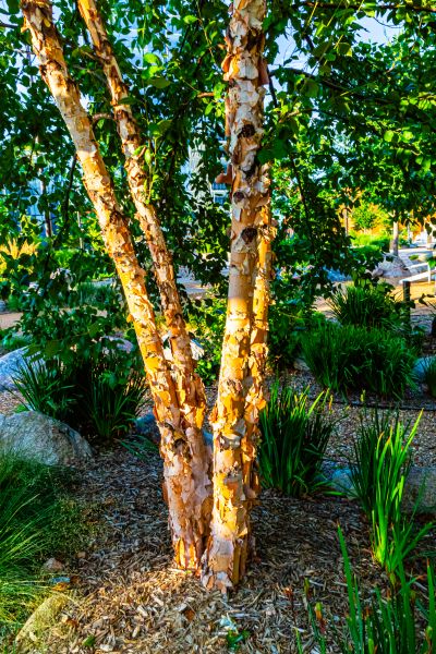 Cost of River Birch Trimming in Prescott