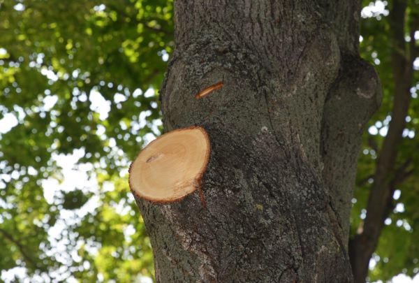 Cost of Limb Cutting in Prescott