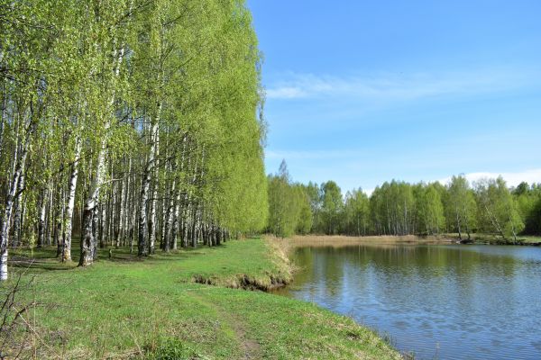 Cost of River Birch Pruning in Prescott