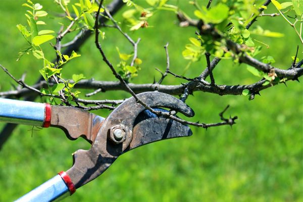Cost of Branches Pruning in Prescott