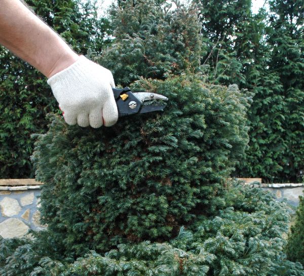 Cost of Ornamental Tree Trimming in Prescott