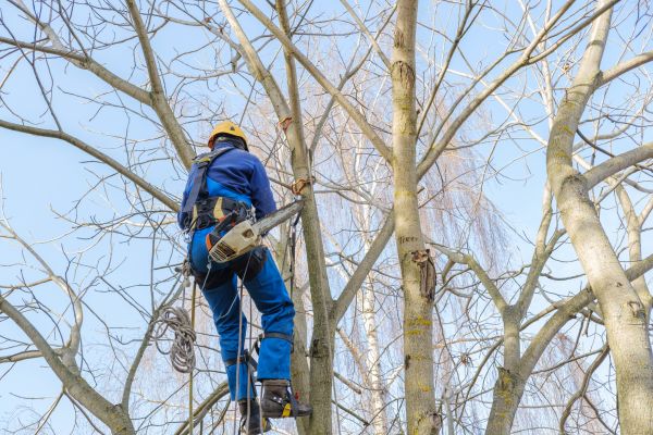Cost of Large Tree Trimming in Prescott