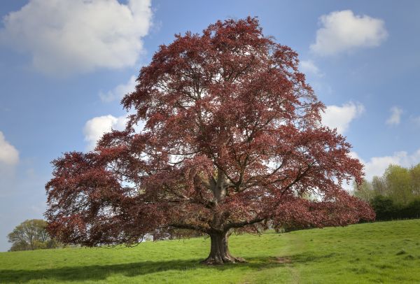 Cost of Beech Tree Pruning in Prescott