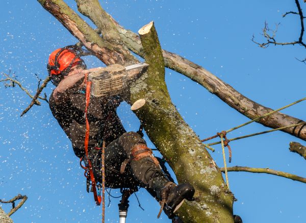 Tree Trimming Service in Prescott