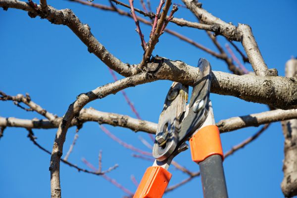 Tree Pruning in Prescott