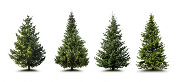 Cost of Pine Tree Trimming in Prescott